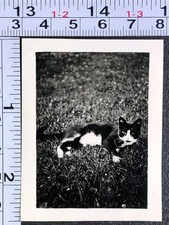 Foto instantânea antiga BW felina felina gato preto e branco relaxando no gramado grama comprar usado  Enviando para Brazil