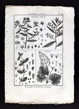 1793 lamarck botanical d'occasion  Expédié en Belgium