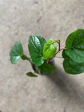 Well rooted betel for sale  Raleigh