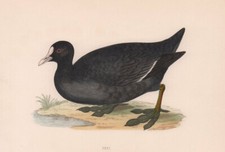 Coot. morris british for sale  LONDON