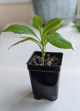 Bonsai tree starter for sale  Denver