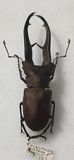 Lucanidae Cyclommatus imperator male Indonésie +81 mm - A- -, usado comprar usado  Enviando para Brazil