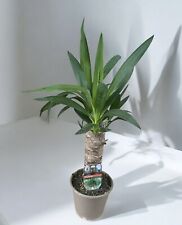 Yucca elephantipes spineless for sale  SHEFFIELD