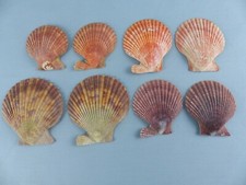 Lot coquillages chlamys d'occasion Lot coquillages chlamys d'occasion  Alsting