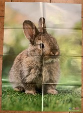 Medizini poster hauskaninchen gebraucht kaufen  Husum