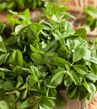 Fenugreek herb curry for sale  Deltona