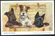 Dogs terriers basker for sale  BASINGSTOKE