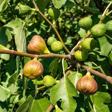 Ficus carica terza d'occasion  Pouzauges