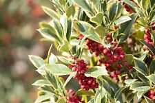 Ilex aquifolium aurea gebraucht kaufen  Westerstede