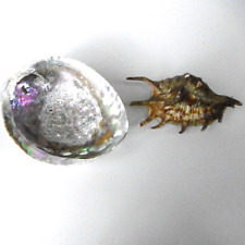 Coquillage abalone ormeau d'occasion  Vif