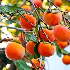 American persimmon live for sale  Center