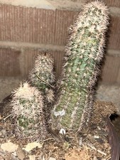 Pot echinocactus reichenbachii for sale  Tucson