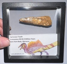 Framed spinosaurus spinosaur for sale  Sun City Center