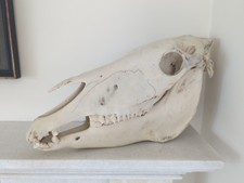 Real horse skulll for sale  EDINBURGH