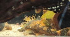 Calico bristlenose plecos d'occasion  Expédié en Belgium