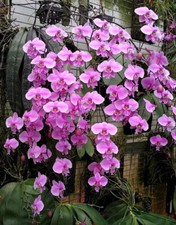 Rare phalaenopsis schilleriana for sale  LONDON