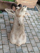 Gazelle trophäe geweih gebraucht kaufen  Bad Soden-Salmünster