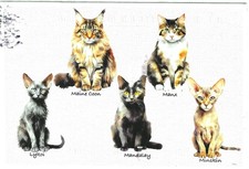 Cartão postal cromado gato Maine Coon Manx Lykoi Mandalay pele de menim pescoço floresta, usado comprar usado  Enviando para Brazil