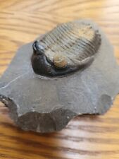 Hollardops trilobites fossil. for sale  SAFFRON WALDEN