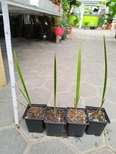 Jubaea chilensis 50cm gebraucht kaufen  Nordkirchen