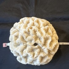 Large white brain for sale  Palermo