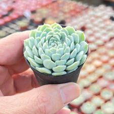 Echeveria ball fat for sale  Fallbrook