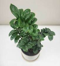 Pianta zamioculcas zenzi usato  Torre Canavese