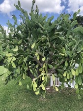 Spineless cactus pads for sale  Palm Beach