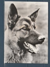 Cpsm 1960 nature d'occasion Cpsm 1960 nature d'occasion  Bourg-en-Bresse