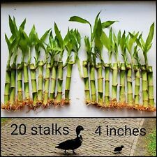 Lucky bamboo plants for sale  Sugar Land