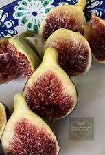 Fig trees fignomenal for sale  Fresno