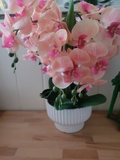große orchideen gebraucht kaufen große orchideen gebraucht kaufen Hennef