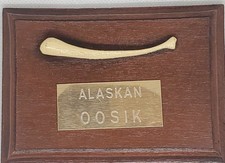 Alaskan oosik mounted for sale  Hobbs