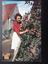 Kent apple picking for sale  UK
