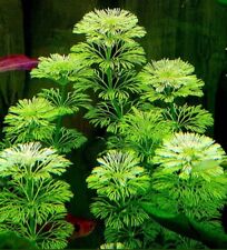 Limnophila sessiliflora live for sale  NORTHAMPTON