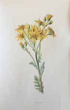 Antique print ragwort for sale  Shipping to Ireland