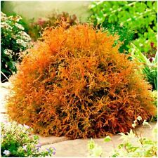 Dwarf conifer thuja for sale  PRESTON
