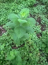 Herb mint live for sale  Minneapolis