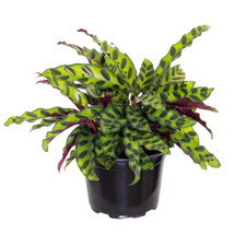 Calathea rattlesnake prayer for sale  Denver