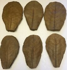 Ca. 150gr 100 Stück beste Seemandelbaumblätter BLITZVERSAND reines Naturprodukt comprar usado  Enviando para Brazil