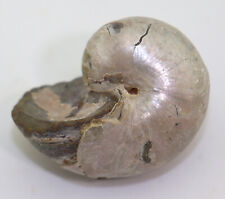 Nautilus cymatoceras kreide gebraucht kaufen  Weeze