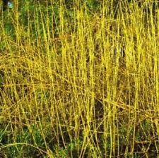 Yellow dogwood ornamental for sale  ALTON