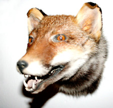 Fox trophäe fuchs gebraucht kaufen  Schweitenkirchen