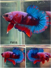 Male betta live for sale  Clemmons