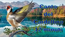 Canto cardellino registrato usato  Mola di Bari