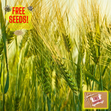 Fresh wheat seeds for sale  South Dartmouth