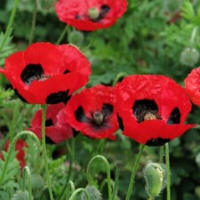 Coquelicot lady bird d'occasion  Luzech