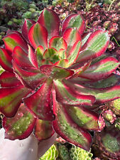 Aeonium large voodoo for sale  Ireland