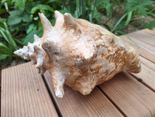 Muscheln & Schnecken gebraucht kaufen Muscheln & Schnecken gebraucht kaufen Coburg