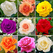 Gorgeous potted rose for sale  UK
